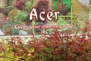 Acer