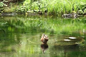 広い北大植物園にいた鳥