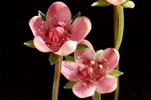 赤花ウメバチソウ