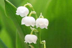 ナギイカダ科スズラン属