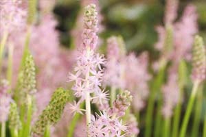 キジカクシ科ツルボ属