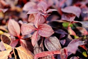 ゴゼンタチバナ