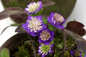 hepatica