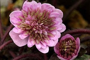 hepatica