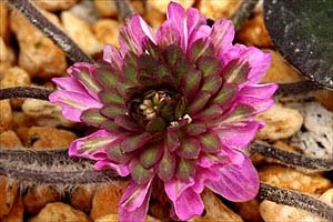 hepatica