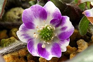 hepatica