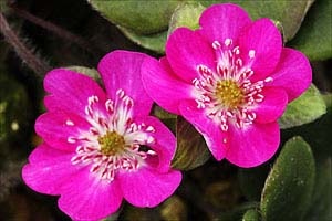 hepatica