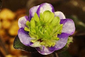 hepatica