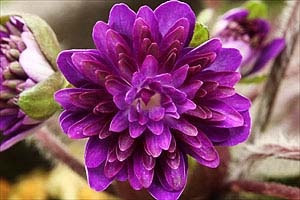 hepatica