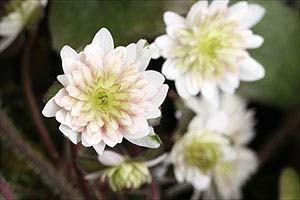 hepatica