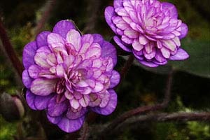 hepatica