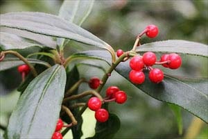 普通のカラタチバナ