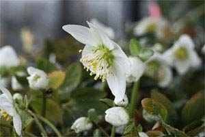 クリスマスローズ