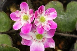 きれいな雪割草