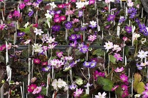 きれいな雪割草