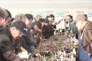 雪割草いろいろ