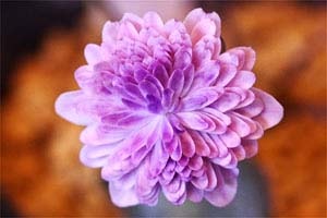 千重咲 スダレ系