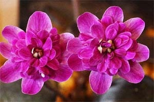 実生新花変化咲で金賞