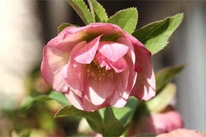 クリスマスローズ