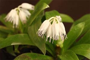 オオジロショウジョウバカマ