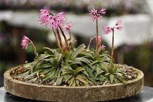 姫ショウジョウバカマ