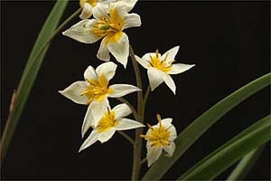 トルケスタニカ