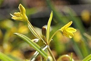 キバナノアマナ