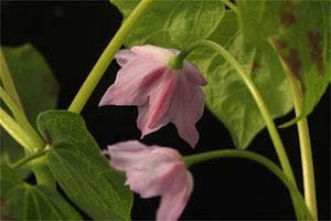 トガクシショウマ