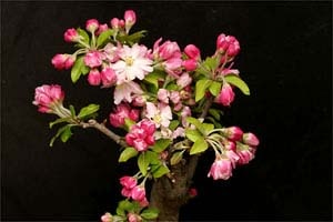 ミヤマカイドウ