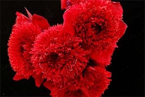 千重咲ボタンイチゲ