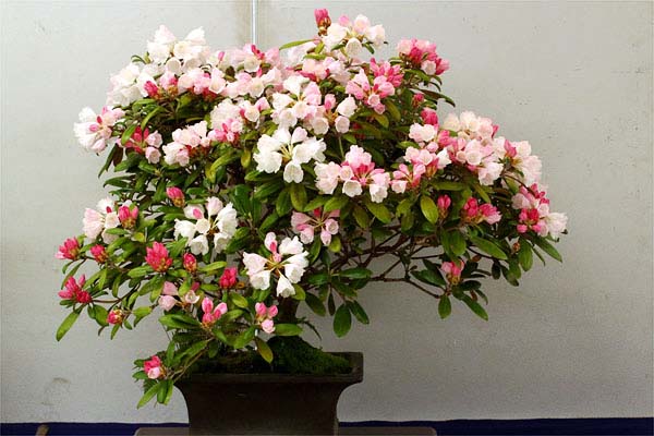 屋久島シャクナゲ