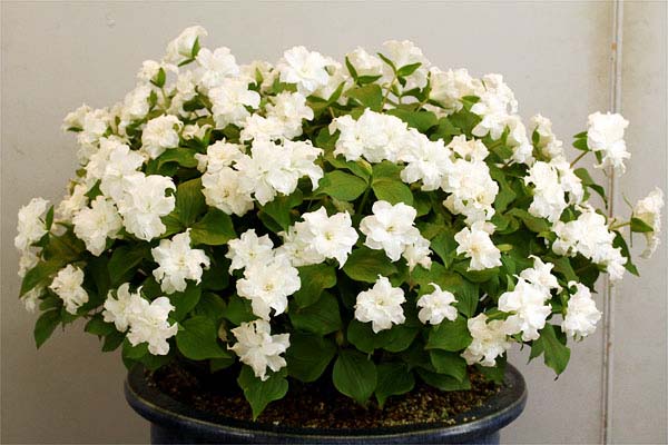 八重咲エンレイソウ