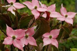 赤花ヤマボウシ