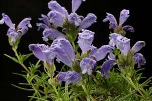 ムシャリンドウ