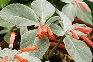 ブラジリアンエーデルワイス