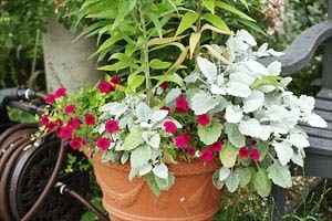 寄植バスケット