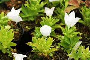 白花アポイキキョウ