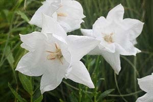 白八重キキョウ