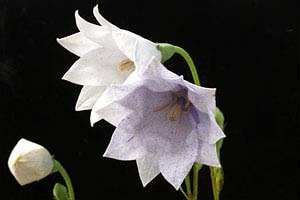 絞り八重咲キキョウ