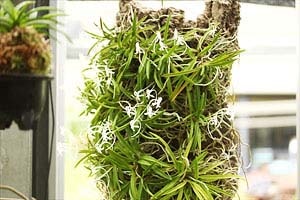 フウラン コルク付