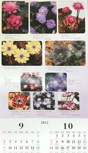 雪割草カレンダー