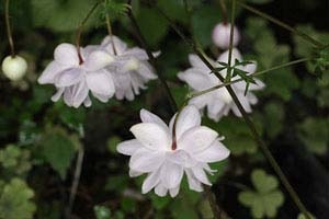 八重咲レンゲショウマ