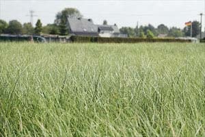 ショタイソウ？