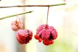 アメリカマユミ