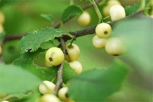 白実ウメモドキ