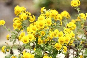 出雲乙立カンギク