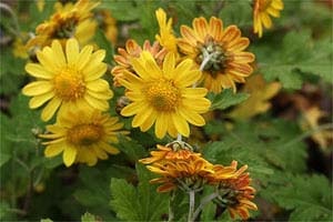 出雲乙立カンギク