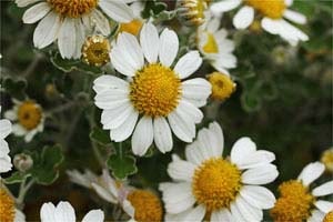 アシズリノジギク