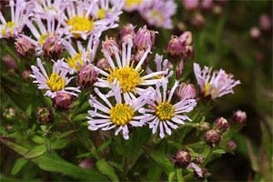 オビトケノコンギク