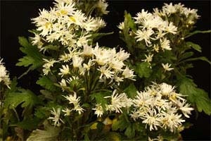 ハナイソギク 白髪の誉